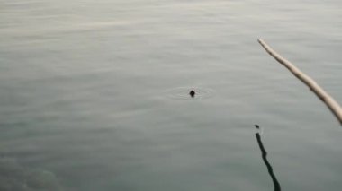 Deniz. Balık tutmak için ev yapımı bambu oltası. Şamandıra batıyor, balık oltaya takıldı. Temiz su, yakın çekim..