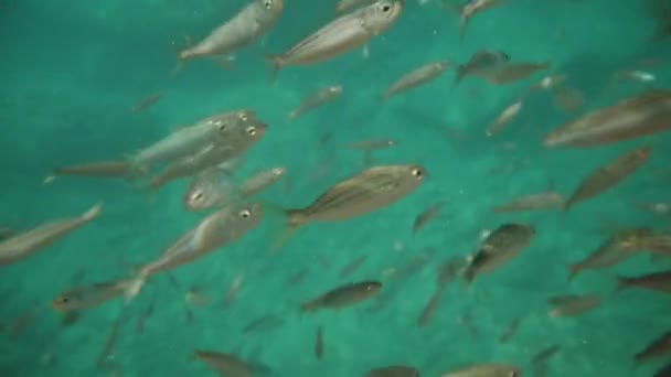 Ένα Σμήνος Από Μικρά Ψάρια Στη Θάλασσα Τρώγοντας Ψίχουλα Ψωμιού — Αρχείο Βίντεο
