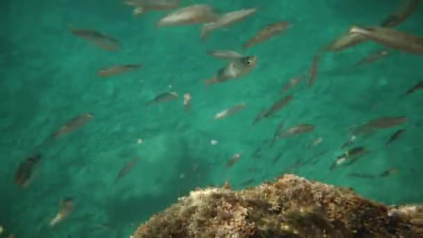 Troupeau Petits Poissons Dans Mer Mangeant Qui Est Rapide Miettes — Video