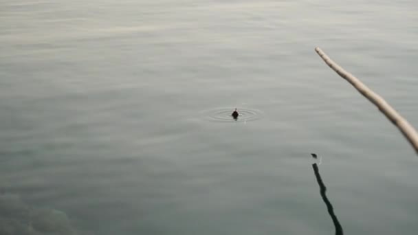 釣りのための自家製竹釣りロッド フロートは沈み 魚はフックの上にあります クリアウォーター クローズアップ — ストック動画