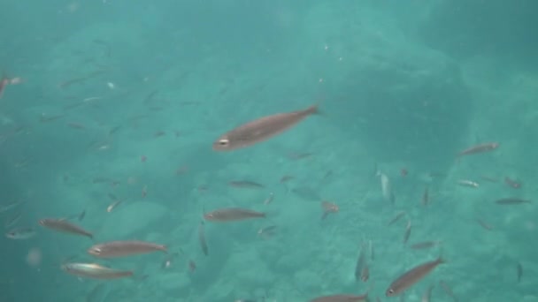 表面近くの小さな魚の群れ そして石底の底の底には大きな魚が泳いでいる — ストック動画