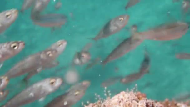 Зграя Дрібної Морської Риби Плаває Біля Камери Пошуках Їжі Крупним — стокове відео