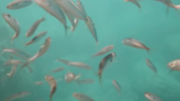 Куча Мелких Морских Рыбок Плавала Звуки Падающей Воду Еды Крупным — стоковое видео