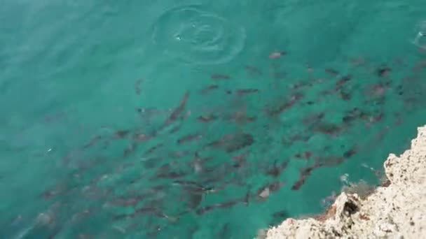 海の岩の近くにある小さな魚の群れ 澄んだ水 — ストック動画