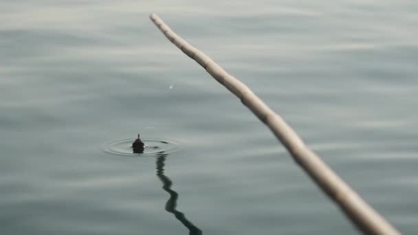 Mar Caña Bambú Casera Para Pescar Flotador Está Hundiendo Pez — Vídeos de Stock