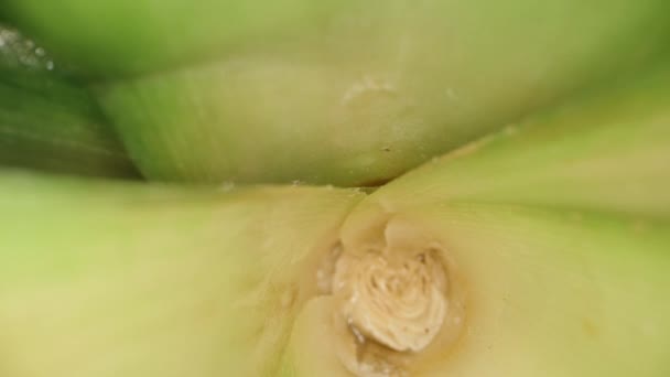 Górna Część Ananasa Komora Wewnątrz Liści Dolly Suwak Ekstremalne Zbliżenie — Wideo stockowe