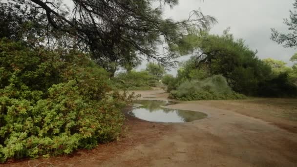 雨后的桑林路 一个大水坑和松树 多云的天气 — 图库视频影像