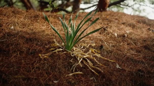 Pancratium Maritimum Blume Gekeimt Durch Getrocknete Nadeln Von Kiefern — Stockvideo