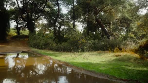Πανόραμα Αμμώδους Δασικού Δρόμου Μεγάλη Λακκούβα Νερού Μετά Βροχή Πεύκα — Αρχείο Βίντεο