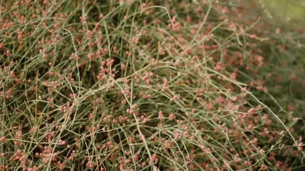Planta Com Bagas Vermelhas Cassytha Filiformis — Vídeo de Stock