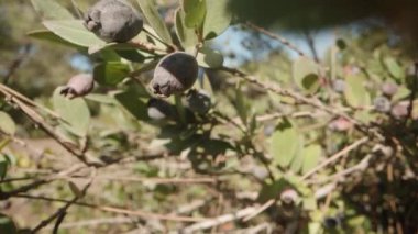 Myrtus komünis bitkisinin olgun mor sabanı, yaban mersinine benzer. kaydırıcı aşırı yakın çekim