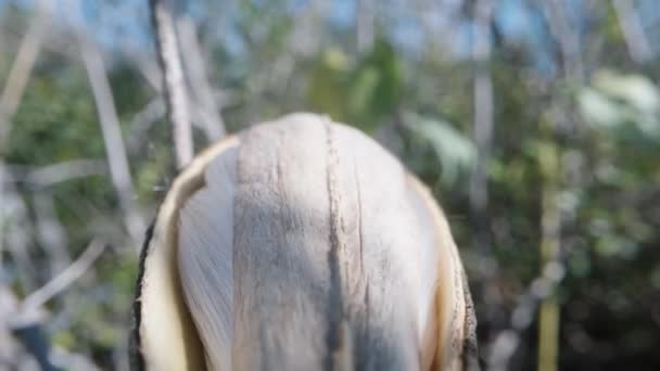 Der Samenkasten Der Asclepias Subulata Pflanze Ist Eine Art Von — Stockvideo