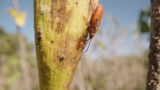 Böcek Çocuğu Bir Yaprağın Üzerinde Oturuyorlar Rüzgarda Sallanıyorlar Makro — Stok video