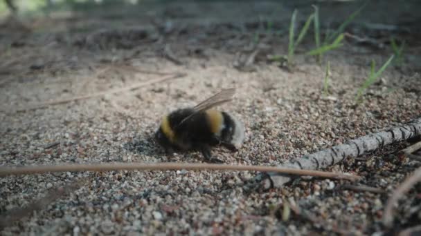 森林里的一只大黄蜂在沙滩上爬行 他感觉很糟 摔了一跤 后续行动 — 图库视频影像