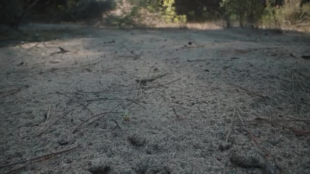 多莉在森林的沙地上 从一只大动物爪子上的脚印上滑行出了极致的特写 — 图库视频影像