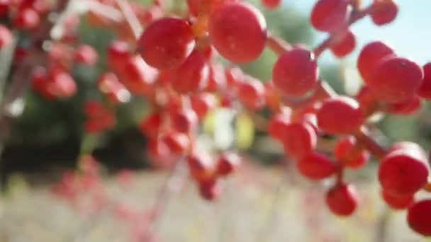 半砂漠で成長する小さな赤い果実のクラスター カメラは茂みをスライドします マクロ マクロ — ストック動画