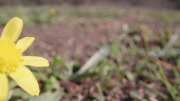 Piccolo Fiore Giallo Senecio Leucanthemifolius Ondeggia Nel Vento Dolly Slider — Video Stock
