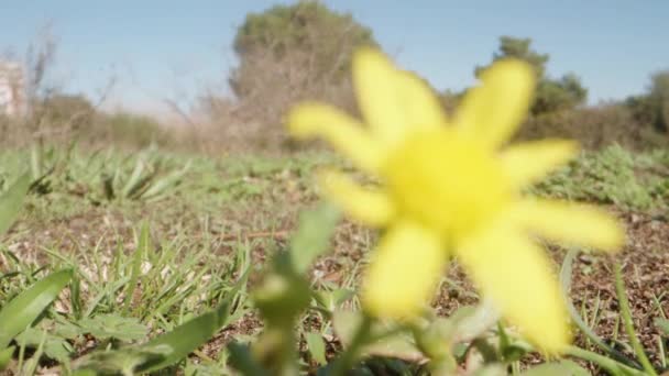 Senecio Leucanthemifolius의 노란색 바람에 흔들립니다 부드럽게 — 비디오
