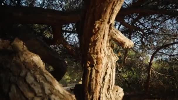 一个年轻的女人爬上了森林里的松树 夕阳西下 — 图库视频影像
