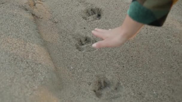 Genç Kadın Ormanda Hayvanın Patisinin Izlerini Buldu Eliyle Karşılaştırdı — Stok video