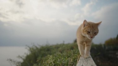 Deniz kenarındaki bir parktaki tırabzanda oturan kırmızı bir kedi miyavlıyor. Yukarı gelir ve kamerayı koklar. yakın plan.