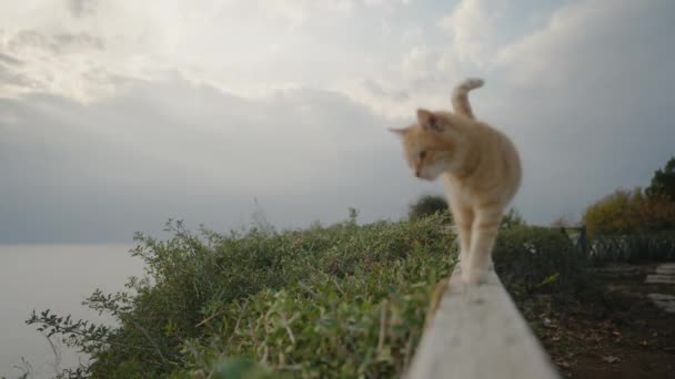 一只红头发的猫在木制栏杆上与摄像机相遇 在海边的公园里 — 图库视频影像