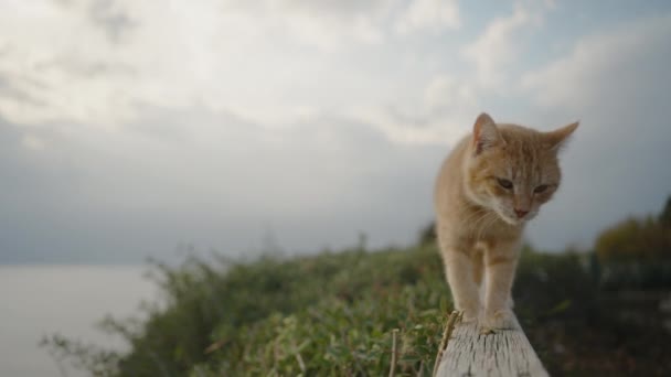 Gato Vermelho Senta Corrimão Parque Beira Mar Miudezas Ele Sobe — Vídeo de Stock