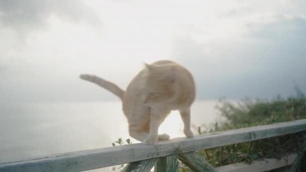Μια Κόκκινη Γάτα Ένα Πάρκο Δίπλα Στη Θάλασσα Περπατώντας Στο — Αρχείο Βίντεο