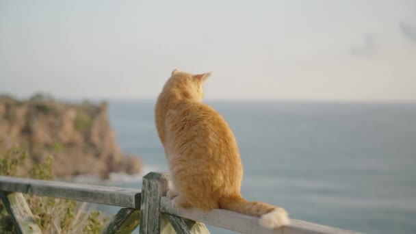 崖の端にレールに赤い猫が座り 海を眺める — ストック動画