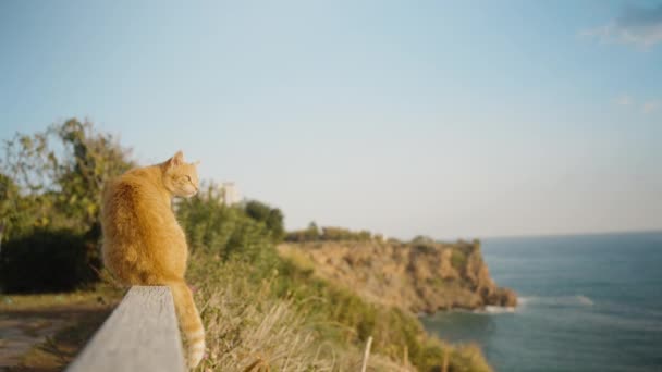 Červenovlasá Kočka Sedí Zábradlí Okraji Útesu Moři Mžourá Jasného Slunce — Stock video