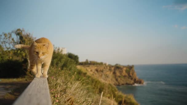 赤い猫は海の崖の端に木製の柵の上に横たわっています — ストック動画