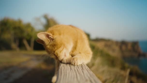 赤毛の猫は木製の柵の上に横たわり 崖と海の背景に対して彼の足をライセンスします — ストック動画