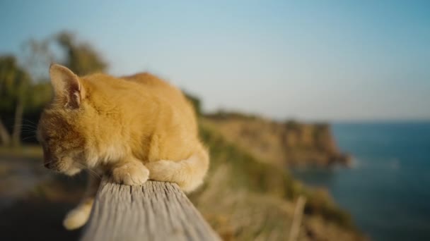 一只红猫躺在木栏杆上 远离耀眼的太阳 在岩石和大海的背景下 — 图库视频影像