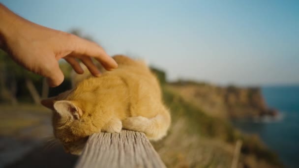 赤い猫を手で打って 彼は木製の柵の上に横たわっている 岩と海の背景に対して — ストック動画