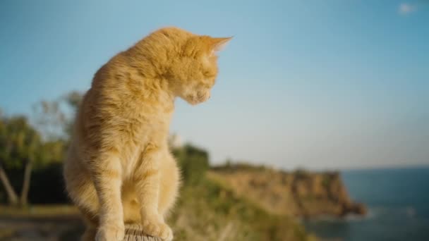 一只红猫坐在栏杆上 斜视着太阳和风 转身离去 在高山和大海的背景下 — 图库视频影像