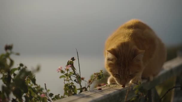 公園の海辺で雨が降っている赤い猫が乾いた食べ物を食べます 太陽がその上に輝いている — ストック動画