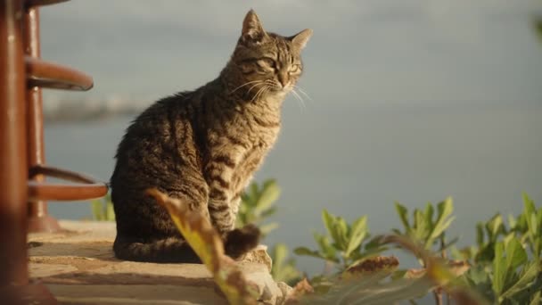 海の崖の端にストライプの灰色の猫 彼女の目に太陽の光線 — ストック動画