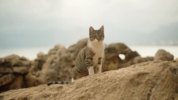 那只胖胖的猫正坐在岩石上看着你 然后走开了 大海在我们身后 — 图库视频影像