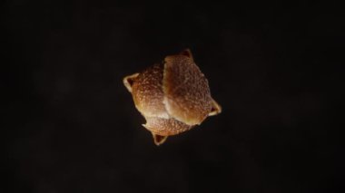 Kurumuş küçük bir karanfil tanesi, siyah bir arkaplanda dönüyor, yakın plan.