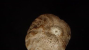 Nutmeg dönüşü aşağı düşer, siyah arka planda, üst manzara. Makro