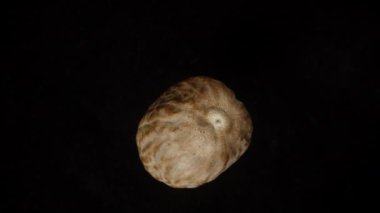 Nutmeg siyah bir arkaplanda izole edildi. Kapalı döndürme, üst görünüm.