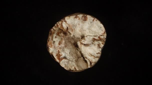 一个破碎肉豆蔻的顶部视图 在黑色背景上的特写轮调 — 图库视频影像