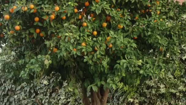 Velký Mandarinkový Strom Jasně Oranžové Plody Dobrá Sklizeň — Stock video