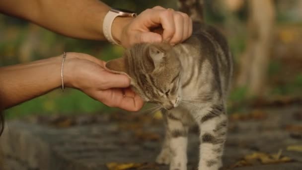 公園で灰色のストライプ猫をストローキングする若い女性 クローズアップ スローモーション — ストック動画