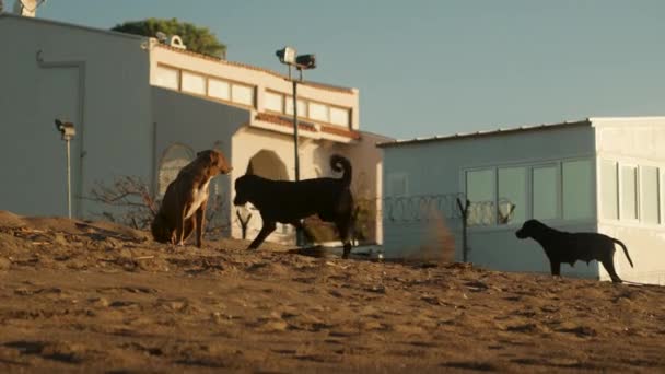 三只狗在海滨 一个埋东西 另一个痒 — 图库视频影像