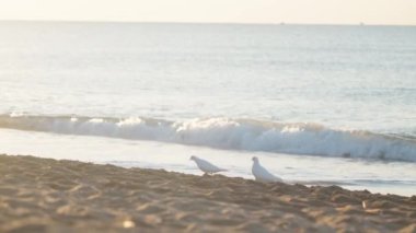 İki Beyaz Güvercin Sahilde, Barış ve Özgürlük Sembolleri. Doğan Güneş 'in ışınlarında.