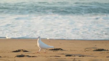 Bir Pamuk Prenses Vahşi Güvercin, Kum Dalgaları boyunca yürüyor. Barış ve Özgürlük kavramı. Yavaş çekim.