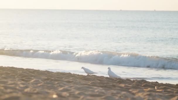 海岸上的两只白鸽 和平与自由的象征 在升起的太阳的光芒中 — 图库视频影像