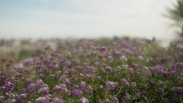 Bulutlu Havada Mor Alyssum Çiçeği Yakın Plan — Stok video