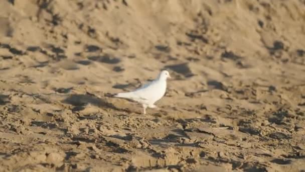 Una Paloma Blanca Camina Busca Comida Una Playa Arena Orilla — Vídeos de Stock